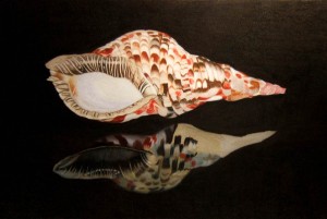 Triton Shell - Hyper-realistic Drawing. Coloured Pencils on Paper.
